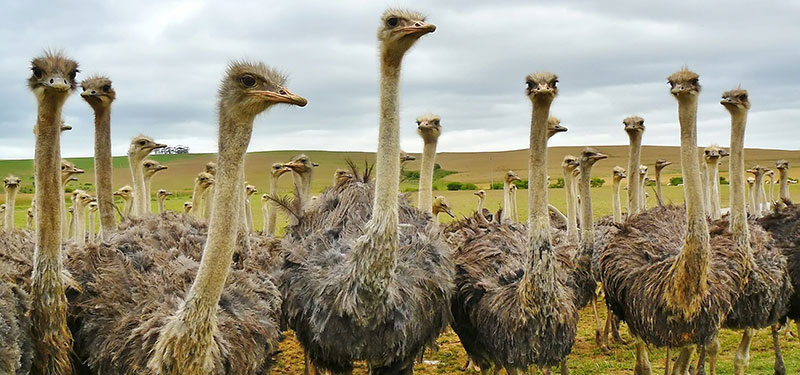 Ostriches